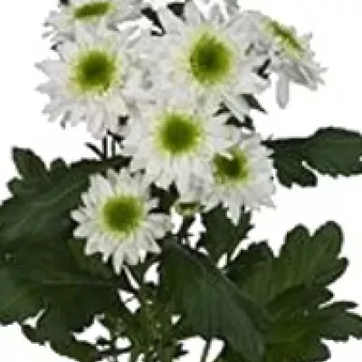 Chryzantéma T IBIZA 70g