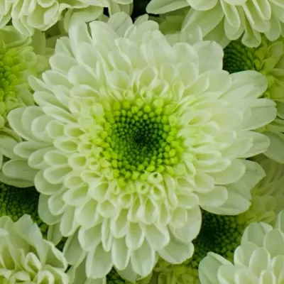 Chryzantéma T IVY 80g