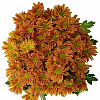 CHRYSANTHEMA T JORDI RED 75g