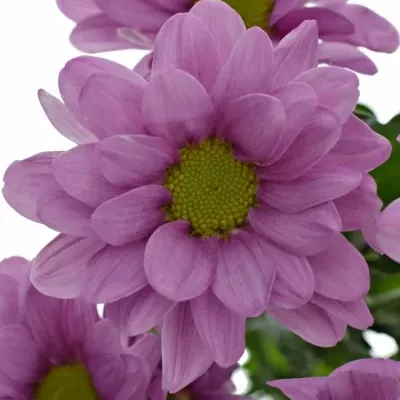 CHRYSANTHEMA T MEMPHIS PINK 80g