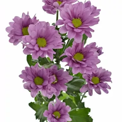 CHRYSANTHEMA T MEMPHIS PINK 80g