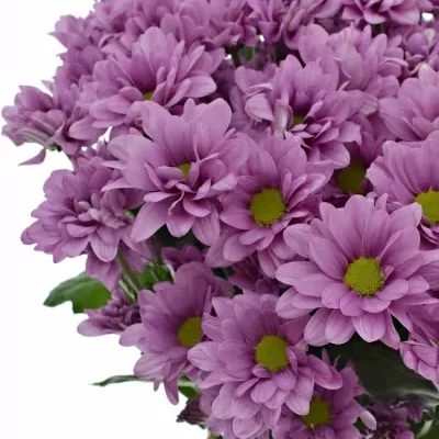 CHRYSANTHEMA T MEMPHIS PINK 80g