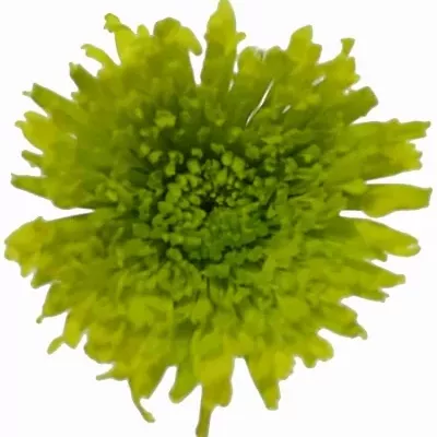 Chryzantéma T MIDORI 70g