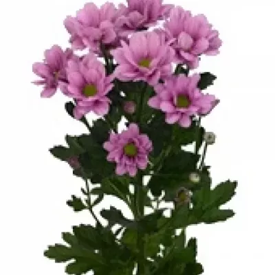 Chryzantéma T MORRENO PINK 85g