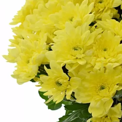 CHRYSANTHEMA T PINA COLADA YELLOW 95g