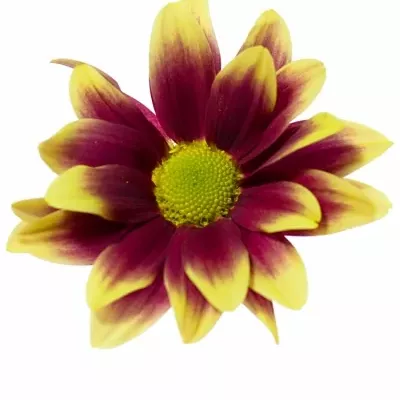 Chryzantéma T PLEASURE YELLOW 70g