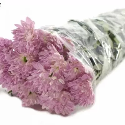 CHRYSANTHEMA T PRADA SWEET