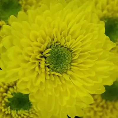 Chryzantéma T RANOMI 70g