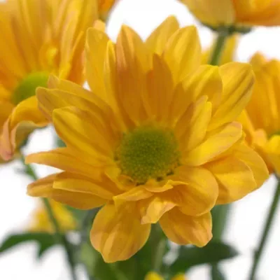 Chryzantéma T REAGAN DARK ORANGE 80g