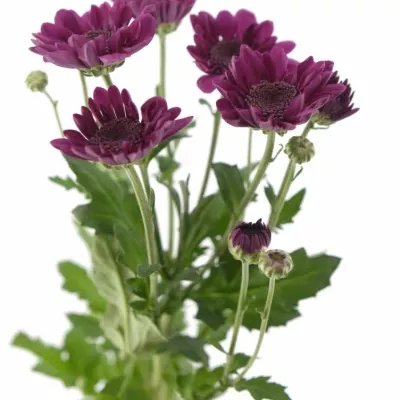 Chryzantéma T ROBIJN 75g