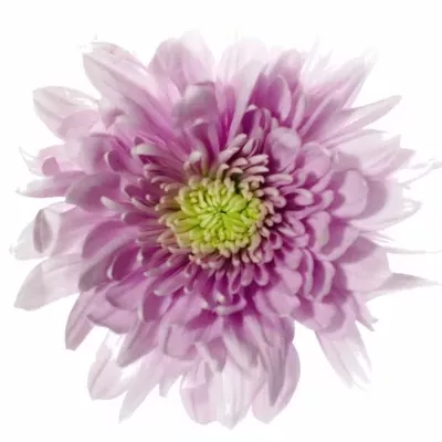 Chryzantéma T ROMANCE 70g