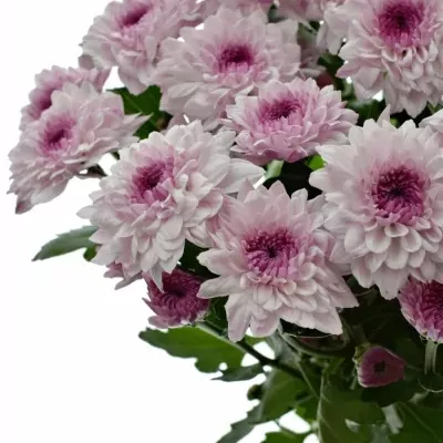 Chrysanthema T ROYCE LOVELY 80g