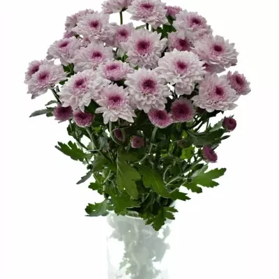 Chrysanthema T ROYCE LOVELY 80g