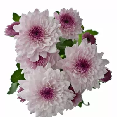 Chrysanthema T ROYCE LOVELY 80g
