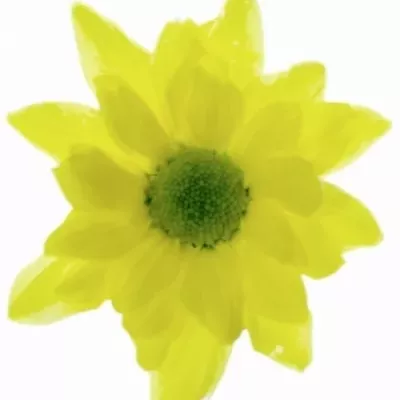 Chryzantéma T SARAH 70g