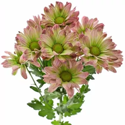 Chryzantéma T BARV. BACARDI HORTENSIA 80g