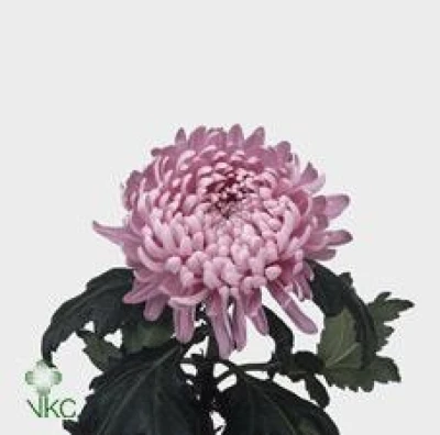 Chryzantéma G ALLOUISE 115 g