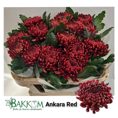 Chryzantéma G ANKARA RED
