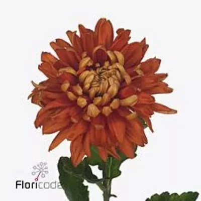 Chryzantéma G ASTRO DARK 100g