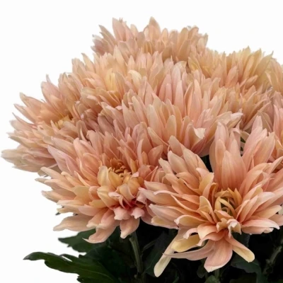 Chryzantéma G AVIGNON