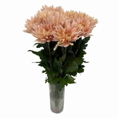 Chryzantéma G AVIGNON