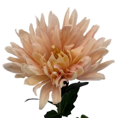 Chryzantéma G AVIGNON