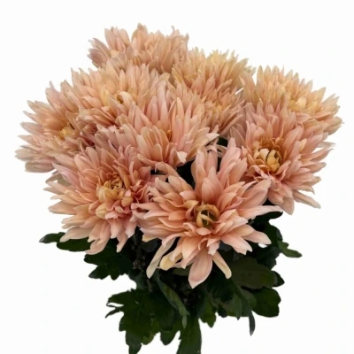 Chryzantéma G AVIGNON