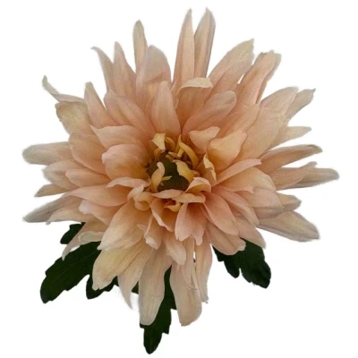 Chryzantéma G AVIGNON 80 g