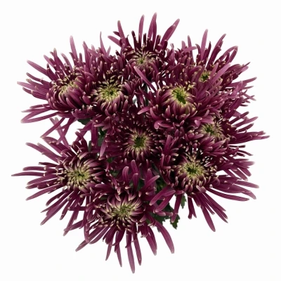 Chryzantéma G BALTAZAR INTENSE