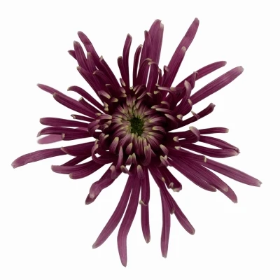 Chryzantéma G BALTAZAR INTENSE