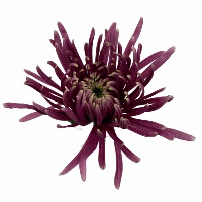 Chryzantéma G BALTAZAR INTENSE