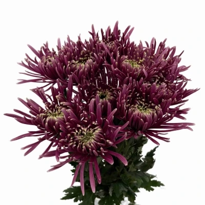 Chryzantéma G BALTAZAR INTENSE