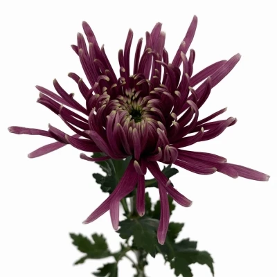 Chryzantéma G BALTAZAR INTENSE 60 g