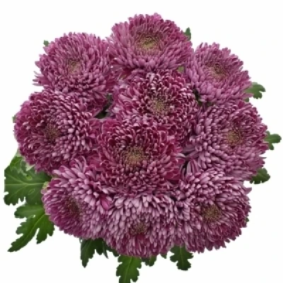 Chryzantéma G BAVENO DARK