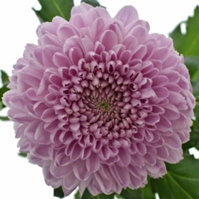 Chryzantéma G BIGOUDI PURPLE