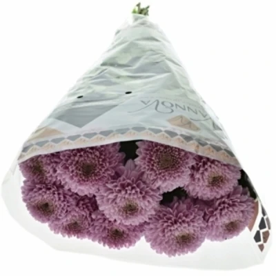 Chryzantéma G BIGOUDI PURPLE