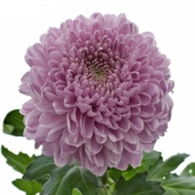 Chryzantéma G BIGOUDI PURPLE 100 g