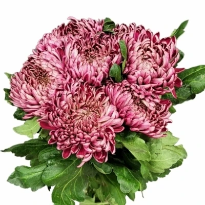 Chryzantéma G BIGOUDI RED