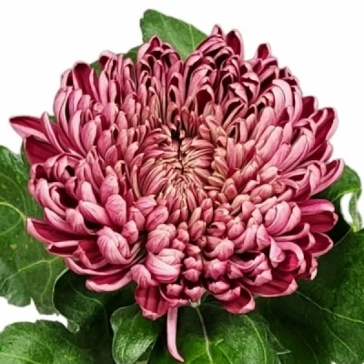 Chryzantéma G BIGOUDI RED 105 g