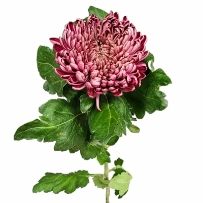 Chryzantéma G BIGOUDI RED