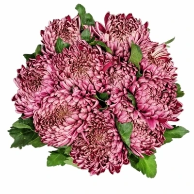 Chryzantéma G BIGOUDI RED