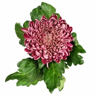 Chryzantéma G BIGOUDI RED