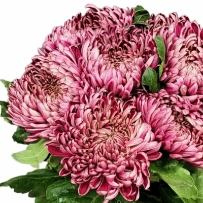 Chryzantéma G BIGOUDI RED