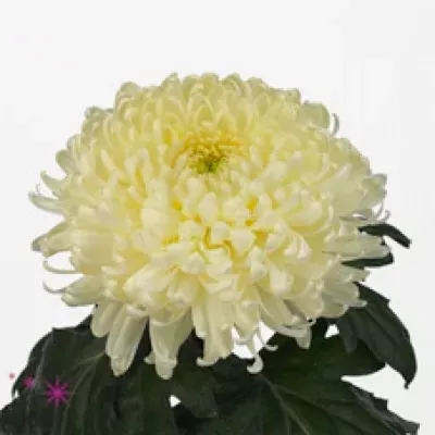 Chryzantéma G BISLET WHITE 75g