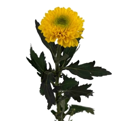 Chryzantéma G BRASILIANA