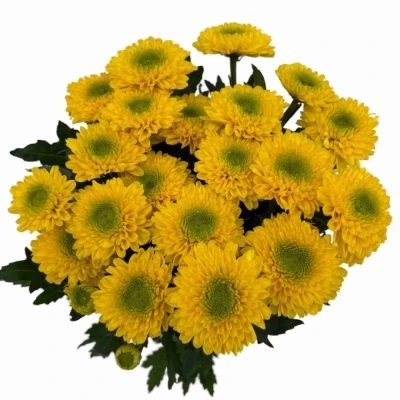 Chryzantéma G BRASILIANA