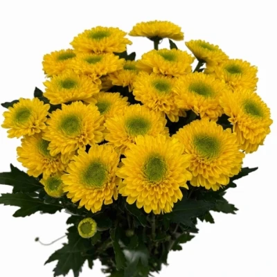 Chryzantéma G BRASILIANA