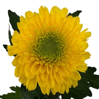 Chryzantéma G BRASILIANA