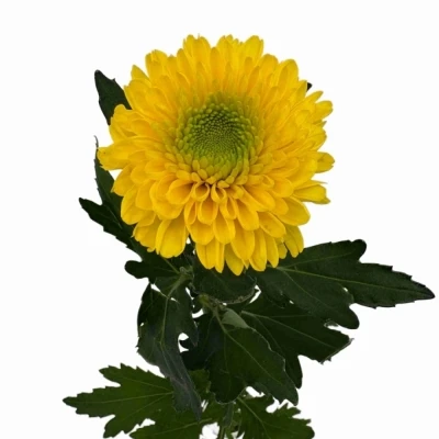 Chryzantéma G BRASILIANA