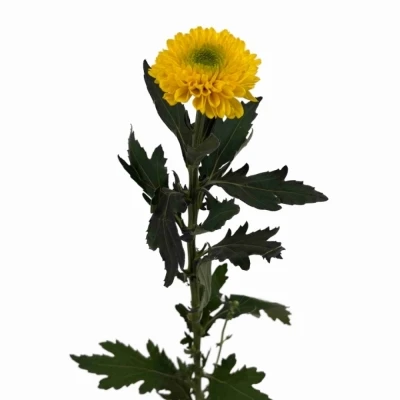 Chryzantéma G BRASILIANA